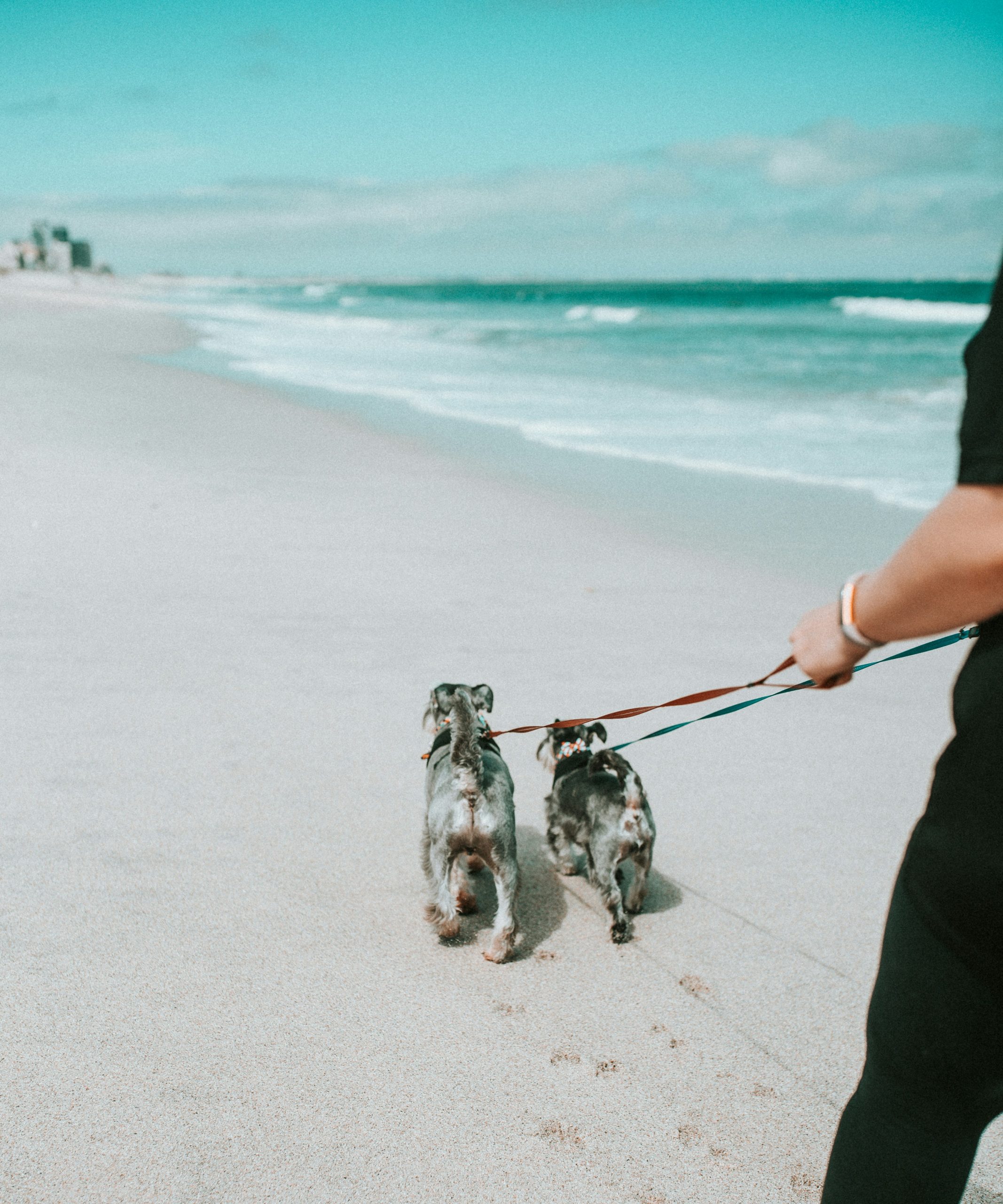 Photo by <a href="https://unsplash.com/@wade_lambert?utm_content=creditCopyText&utm_medium=referral&utm_source=unsplash">Wade Lambert</a> on <a href="https://unsplash.com/photos/a-man-walking-two-dogs-on-a-beach-F2ej9ZUdF1c?utm_content=creditCopyText&utm_medium=referral&utm_source=unsplash">Unsplash</a>